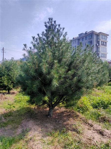 山東白皮松基地 山東白皮松基地