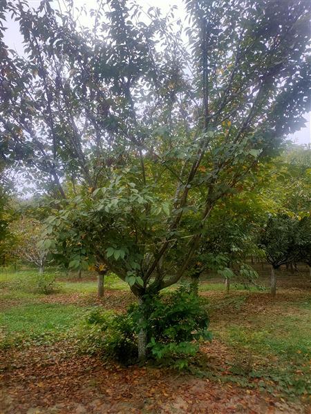 濟(jì)寧櫻花基地 濟(jì)寧櫻花基地