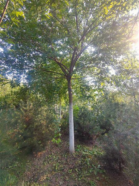 泰安五角楓基地 泰安五角楓基地