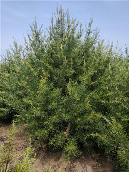 濟(jì)寧白皮松基地 濟(jì)寧白皮松基地