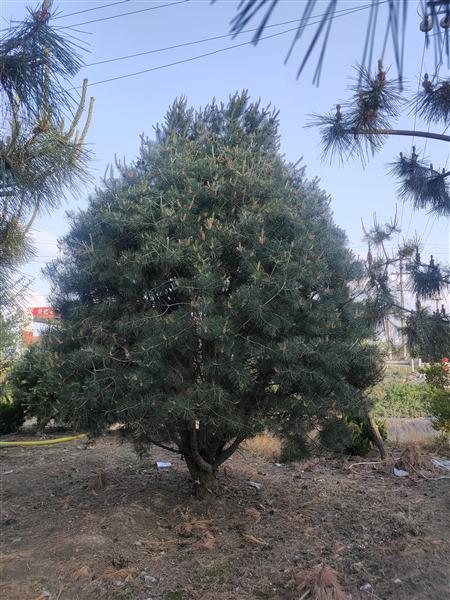 山東白皮松基地 山東白皮松基地