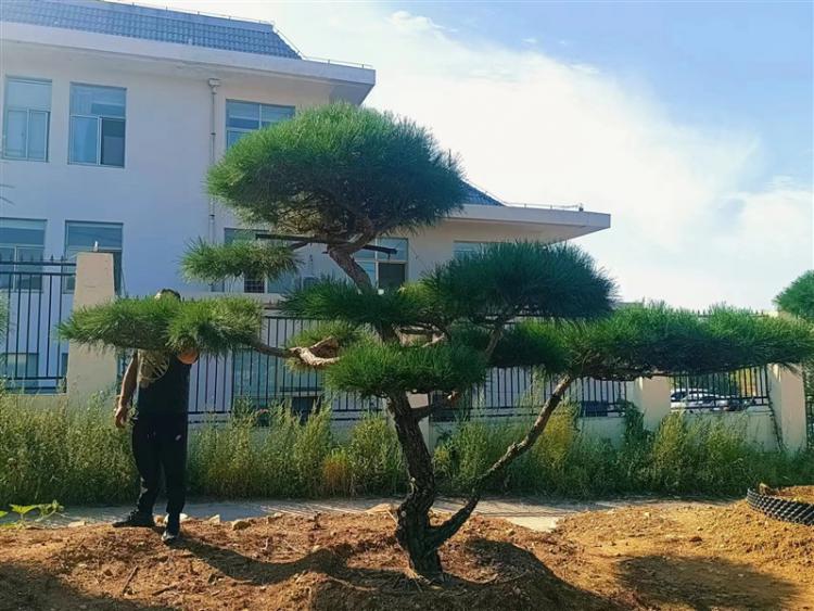 山東景觀松基地 山東景觀松基地