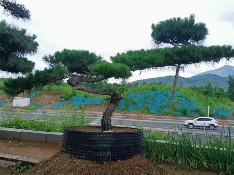 泰安景觀松基地 泰安景觀松基地