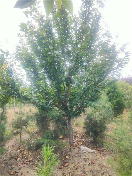 泰安櫻花基地 泰安櫻花基地